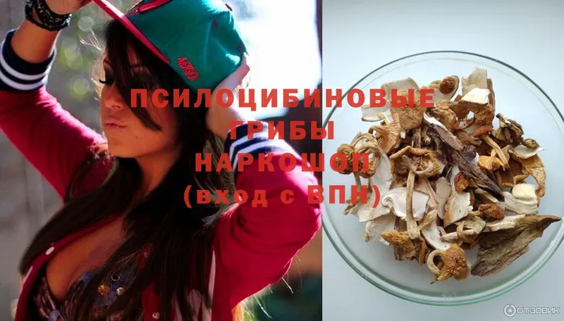 где можно купить   Чебоксары  Псилоцибиновые грибы Psilocybine cubensis 